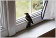 Descubra o que significa um passarinho pousar na janel